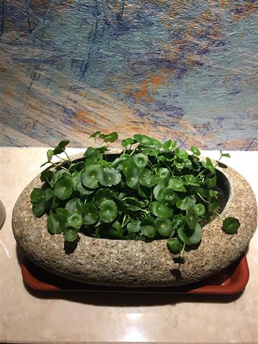 長(zhǎng)春高新生長(zhǎng)激素集采傳聞引發(fā)跌停，公司回應(yīng)“市場(chǎng)預(yù)期但未獲信息”